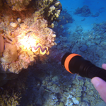 Astrolux® DL01 XHP50.2 2230LM Underwater 100M Strong Dive Light 6500K Professinal Scuba Diving LED Flashlight with Magnetic Switch Under Water Photography Video LED Fill Light