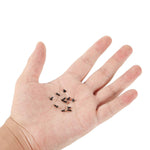 500Pcs M2 M2.5 M3 KM Screw Flat Head Phillips Screws Set Kit For RC Model